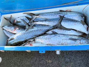 The excessive haul of Spanish mackerel recently seized by QBFP, resulting in $7500 in fines for the culprit