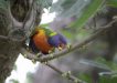 Bird of the month - Rainbow Lorikeet