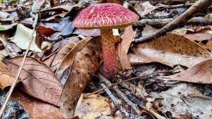 Some amazing fungi photographed recently on a walk to Poona Lake. Photos by Stephanie McKechnie.