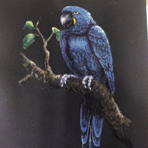 Macaw - pastel by K. Southern