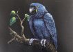 Macaw - pastel by K. Southern