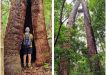 A few of the mature blackbutt trees at risk of being lost to make way for luxury cabins