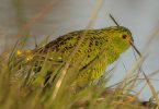The elusive eastern ground parrot, photographed in the Cooloola Recreation Area of Great Sandy National Park, not far from Cooloola Way. Photos by Scott Humphris.