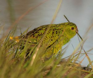 The elusive eastern ground parrot, photographed in the Cooloola Recreation Area of Great Sandy National Park, not far from Cooloola Way. Photos by Scott Humphris.