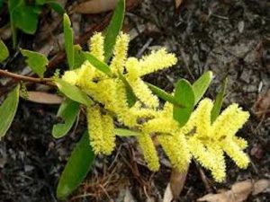 Cooloola City Farm Plant of the Month - Acacia sophorae, commonly known as coastal wattle