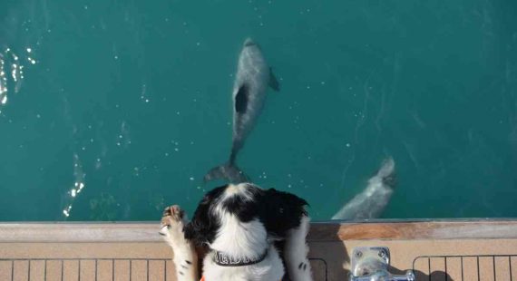 Buster the miniature schnauzer on duty spotting dolphins
