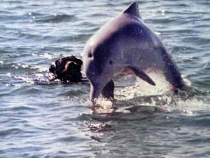 The famed Rottweiler playing with his dolphin pal in Tin Can Bay a long time ago