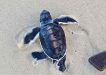 One of our resident baby turtles, photographed by Jan Waters of TurtleCare Rainbow Beach
