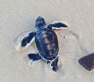 One of our resident baby turtles, photographed by Jan Waters of TurtleCare Rainbow Beach