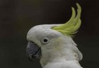 Bird of the month - Sulphur-crested Cockatoo - Photo credit: Scott Humphris