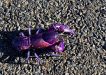 Purple Yabby - Cherax robustus