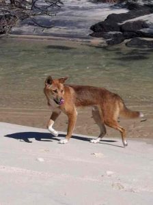 Cooloola Coast Wild Dogs - Dingo