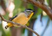 Spotted Pardalote - Photo by Scott Humphris