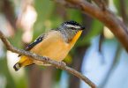 Spotted Pardalote - Photo by Scott Humphris