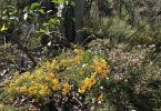 COASTCARE A profusion of wildflowers off Rainbow Beach Road