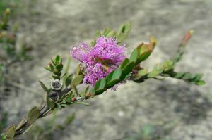 Plant of the Month August 2022 - Melaleuca thymifolia