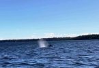 A couple of whales decided to join the Yacht Club Sailing School outing last month.