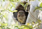Boobook Owl - photo by Scott Humphris