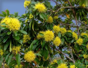 Plant of the Month, September 2022 - Xanthostemon chrysanthus