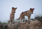 Dingoes normally sit quietly to survey their territory for prey; they may be closer than you think. Photo: QLD Government