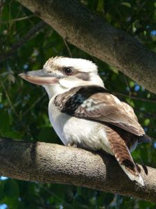 Kookaburra - Photo by Melissa Marie