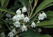 Plant of the Month - Elaeocarpus reticulatus - M. Fagg - November 2022