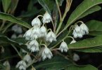 Plant of the Month - Elaeocarpus reticulatus - M. Fagg - November 2022