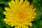 Yellow Flowers - Dandelion