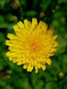 Yellow Flowers - Dandelion