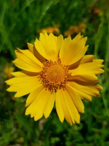 Yellow Flowers - Lanceleaf Tickseed