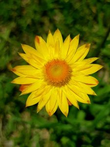 Yellow Flowers - Paper Daisy