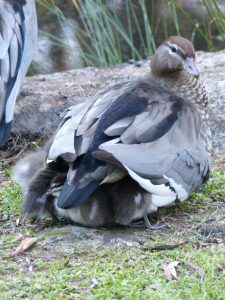Australian Wood Duck - photo credit: Melissa Marie