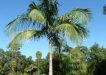 Bangalow Palm (Archontophoenix cunninghamiana)