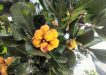 The Wheelie Walkers have started researching the plants they see on their walks - such as native tuckeroo (Cupaniopsis anacardioides), which was City Farm’s Plant of the Month in the October issue of the Community News.