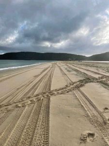 This photo shows the turtle tracks crossing the 4WD tracks - taken at Double Island last December. Keep an eye out for similar tracks and report them to TurtleCare. Photo source: TurtleCare FB group