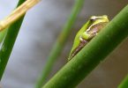 Eastern dwarf tree frog photographed by Melissa Marie