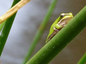 Eastern dwarf tree frog photographed by Melissa Marie