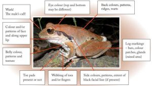 ake note of these features for any frogs you find and try to get photos if possible.