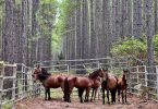 Feral horses yarded and ready for rehoming away from busy roads. Photo supplied by HQPlantations.
