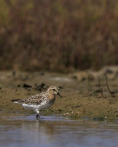 Help protect and restore our vital local wetlands so migratory birds like this red-necked stint can continue to visit. Photo by Scott Humphris