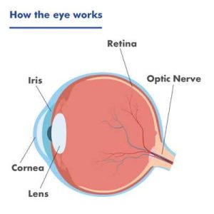 HEALTH How the eye works