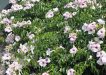 City Farm - Pandorea jasminoides rosea, commonly known as Bower of Beauty
