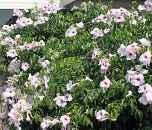 City Farm - Pandorea jasminoides rosea, commonly known as Bower of Beauty